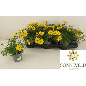 BID YELLOW CHARM