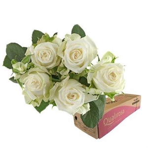 R Tr Miss bombastic -in box