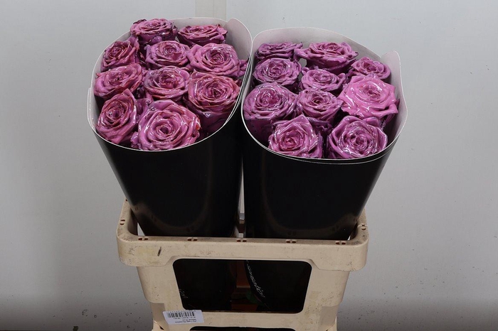 <h4>R Wx (rn) Roze</h4>