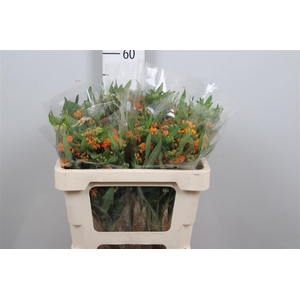 Ascl Tuberosa