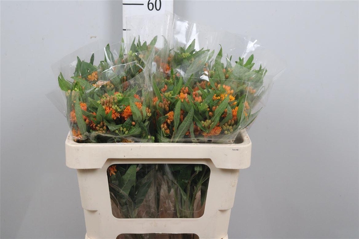 Ascl Tuberosa