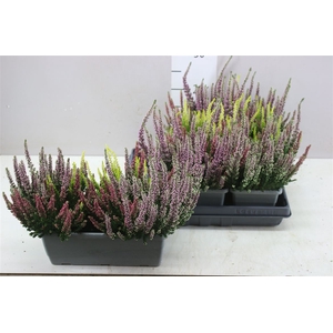 Calluna Beauty Ladies In Balkonbak Trio