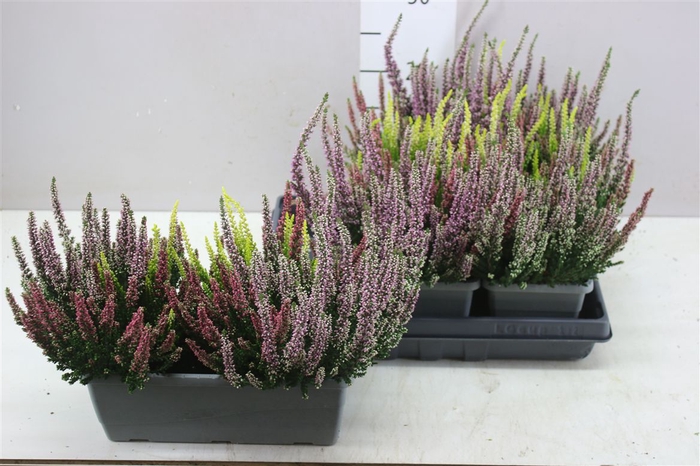 <h4>Calluna Beauty Ladies In Balkonbak Trio</h4>
