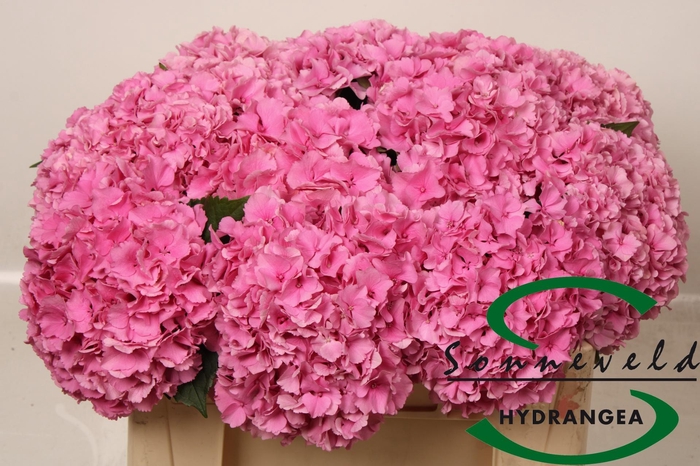 <h4>HYDR M ROYAL PARADE</h4>