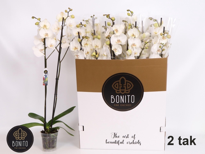 <h4>PHAL SILHOUETTE</h4>