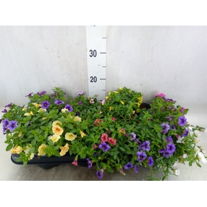 Calibrachoa  'Carillon'   ...mix