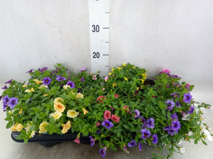 <h4>Calibrachoa  'Carillon'   ...mix</h4>
