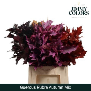 Quercus Rubra L60 Autumn mix