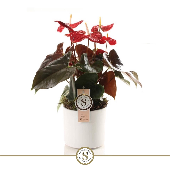 <h4>Bari Keramiek White - Coral Champion</h4>