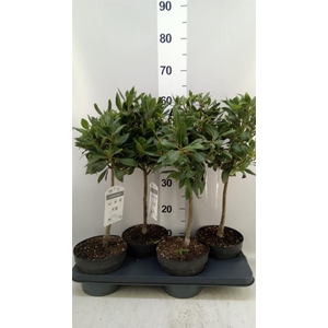 Laurus nobilis