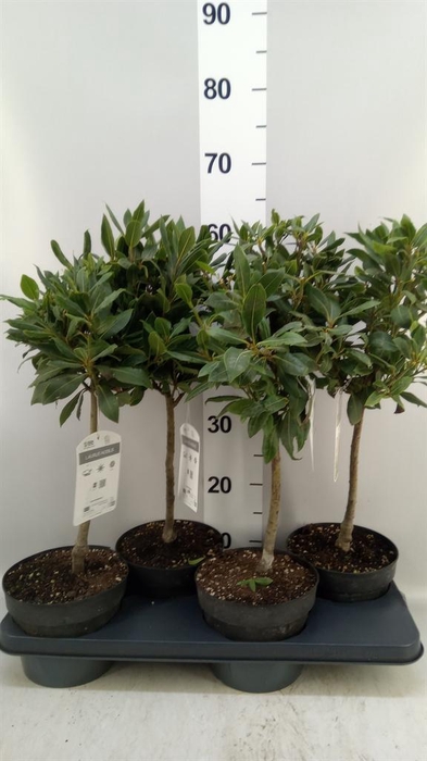 <h4>Laurus nobilis</h4>