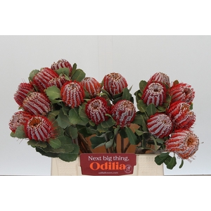 Banksia Coccinea