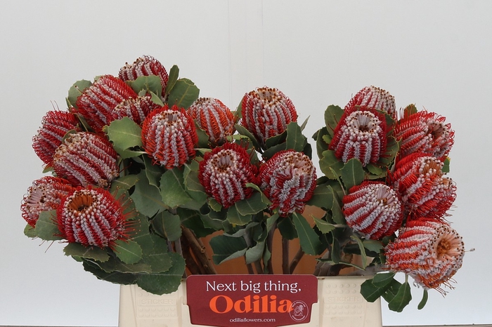 Banksia Coccinea