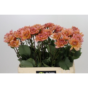Dahlia Yelno Harmony
