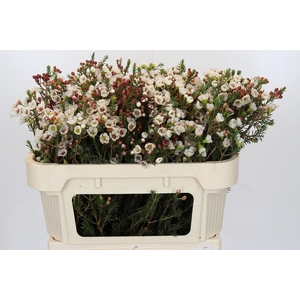 Chamelaucium Moonlight Delight