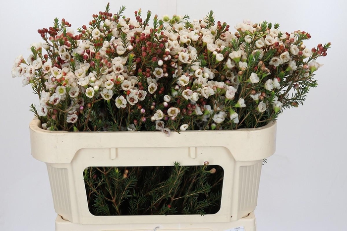 Chamelaucium Moonlight Delight