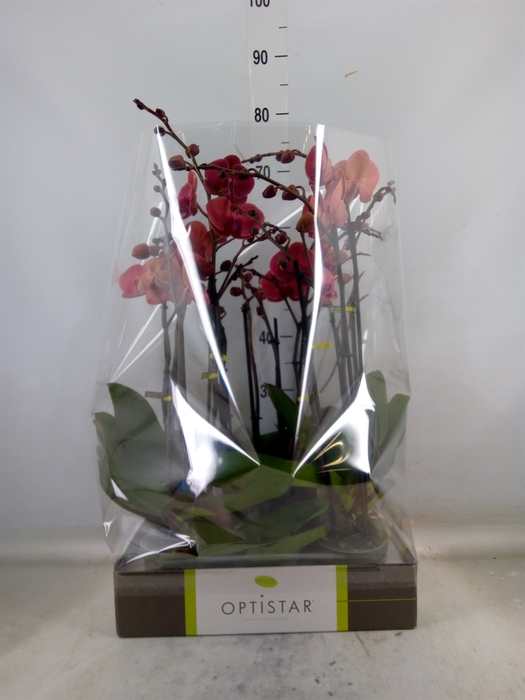 <h4>Phalaenopsis   ...orange</h4>