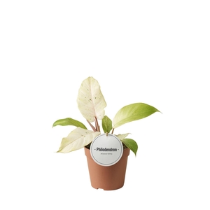 Philodendron Snowdrift