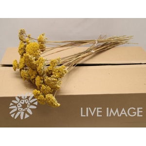 Dried achillea parker yellow