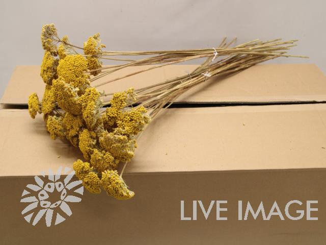 Dried achillea parker yellow