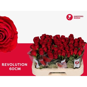 R GR REVOLUTION