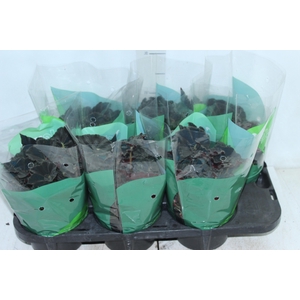 BEGONIA DARK MAMBO P15 PO