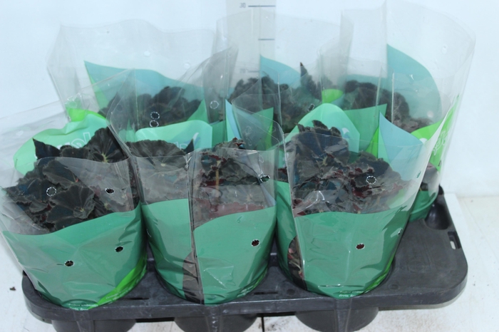 <h4>BEGONIA DARK MAMBO P15 PO</h4>