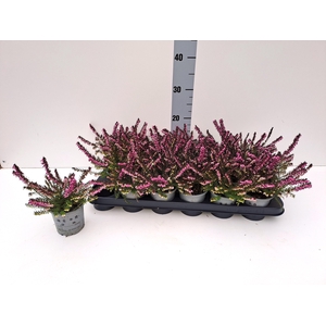 ERIC DA KRAMERS ROTE