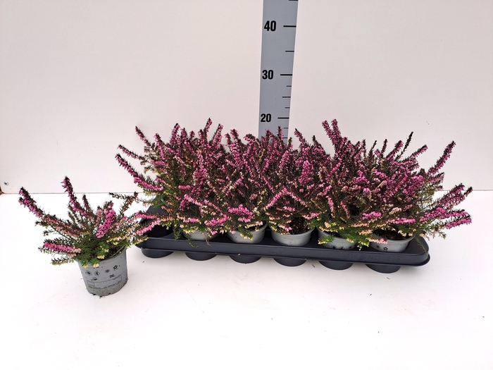 <h4>ERIC DA KRAMERS ROTE</h4>