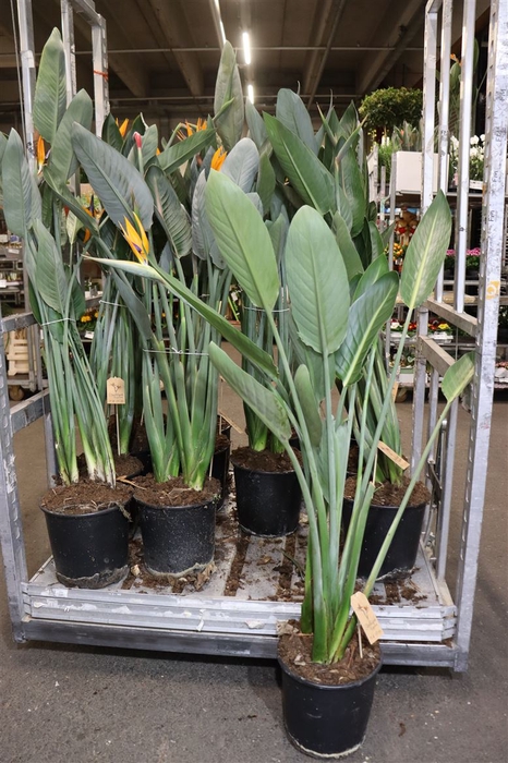 <h4>arr8 Strelitzia Regin Met Bloem</h4>