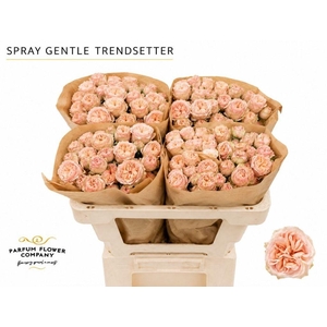 Rosa spray gentle trendsetter