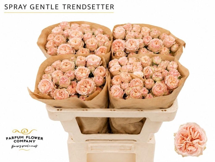 <h4>Rosa spray gentle trendsetter</h4>