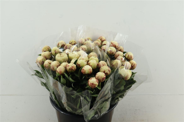 <h4>Paeo L Odile 40cm</h4>