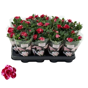 Rosa Gigi Parade