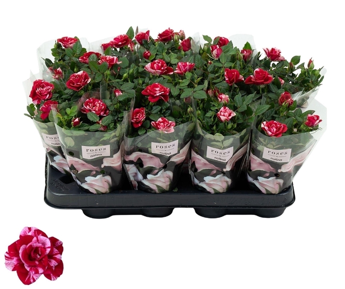 <h4>Rosa Gigi Parade</h4>