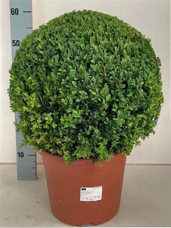 <h4>Buxu Sempervirens</h4>