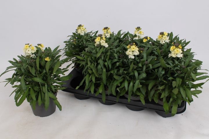 <h4>ERYS LEY LEMON GLOW</h4>