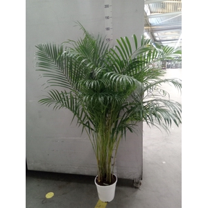 Dypsis lutescens   ...Chrysalidoca