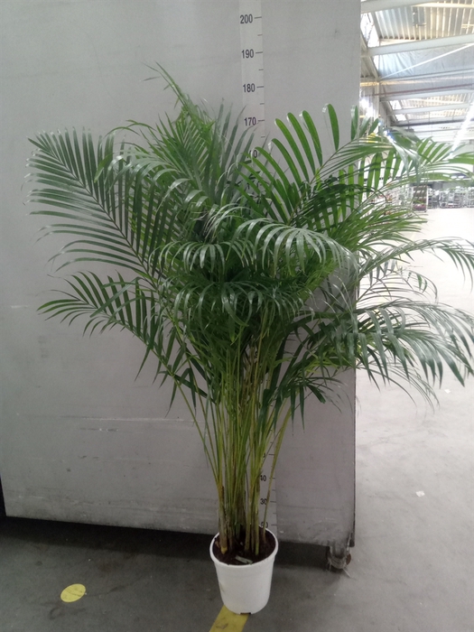 <h4>Dypsis lutescens   ...Chrysalidoca</h4>