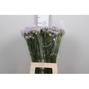 Trit Violet Queen