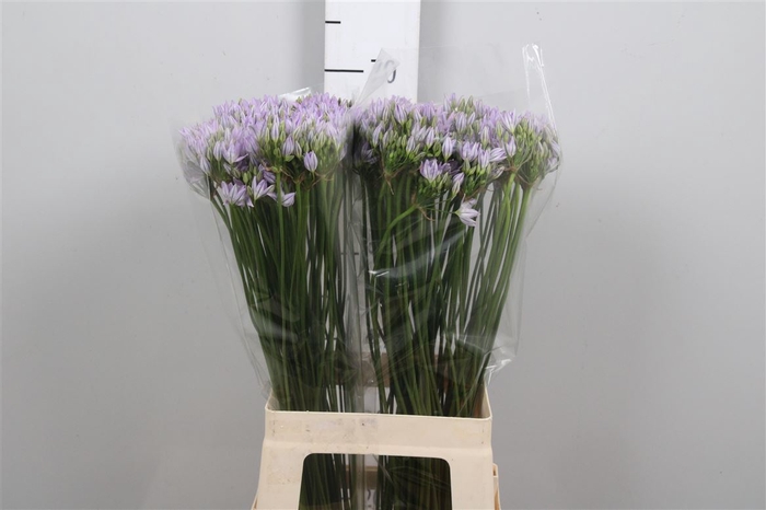 <h4>Trit Violet Queen</h4>