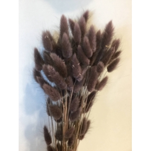 DRIED FLOWERS - LAGURUS BROWN 50GR