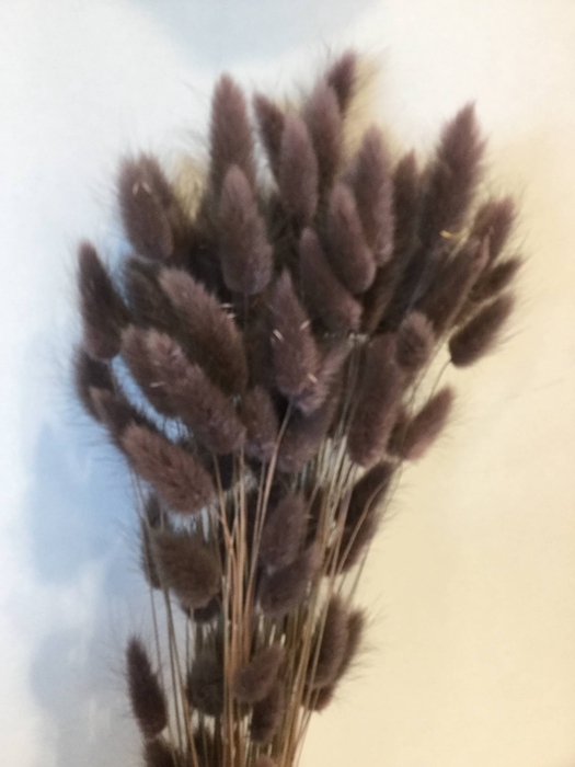 DRIED FLOWERS - LAGURUS BROWN 50GR