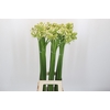 Ornithogalum Saundersiae