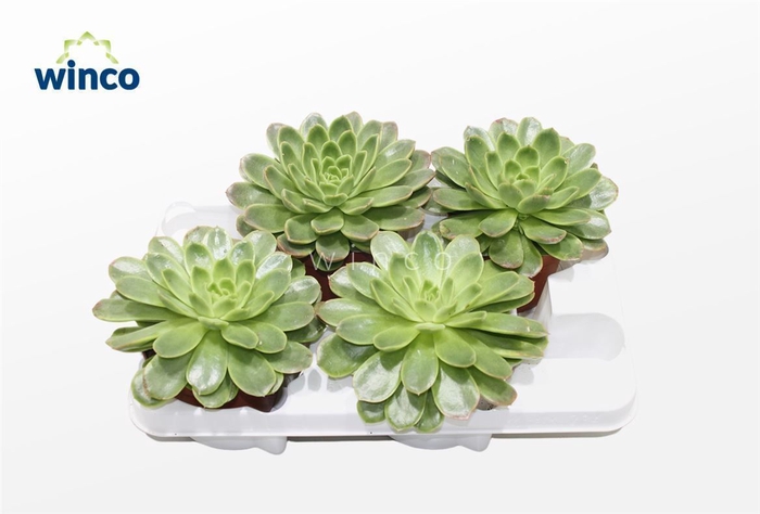 <h4>Echeveria Gilva Xl</h4>