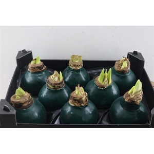 HIPPEASTRUM WAXED DARK GREEN
