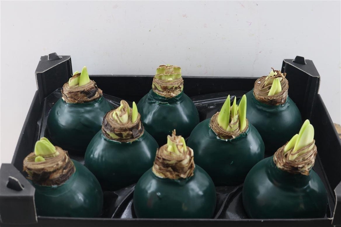 <h4>HIPPEASTRUM WAXED DARK GREEN</h4>