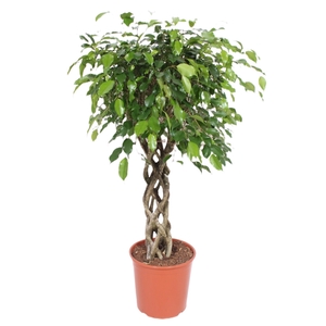 Ficus Exotica