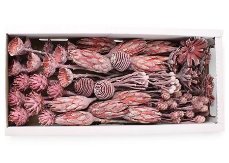 <h4>Exotic Assorti Frosted Erika</h4>