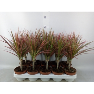Dracaena marg. 'Colorama'